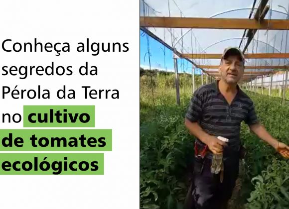 Conheça alguns segredos da Pérola da Terra no cultivo de tomates ecológicos