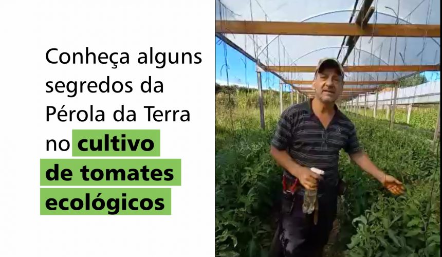 Conheça alguns segredos da Pérola da Terra no cultivo de tomates ecológicos