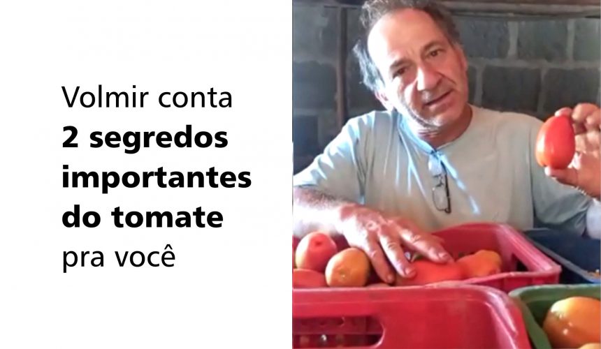 Volmir conta 2 segredos importantes do tomate pra você