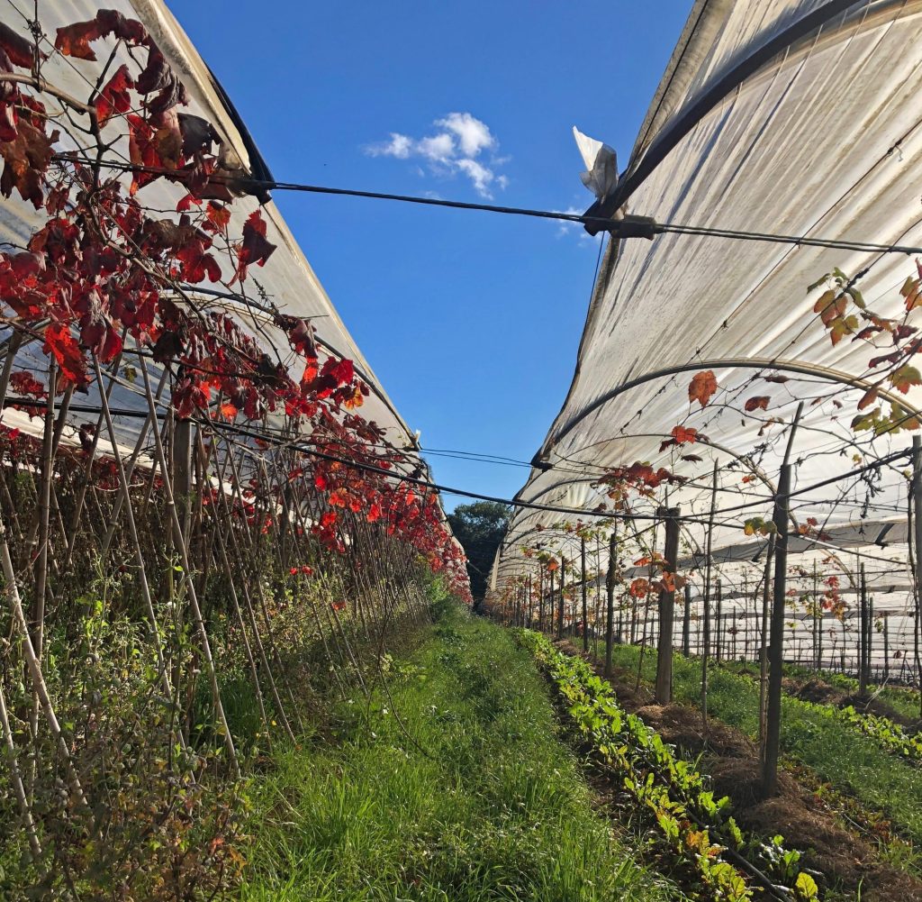 Plantação de beterrabas entre as parreiras de uvas e adubação verde.
